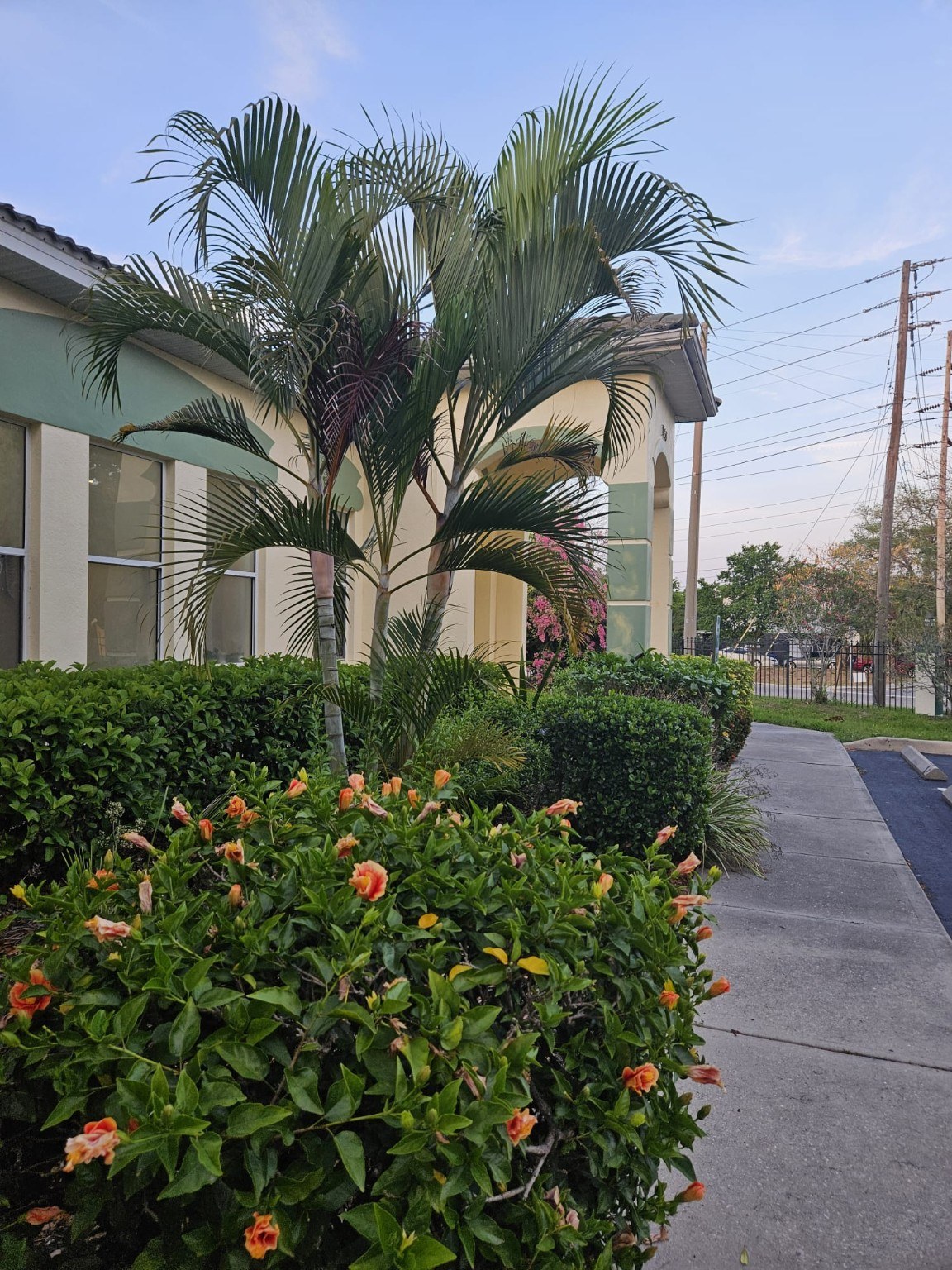 Palm trees and flowers along the masjid walkway